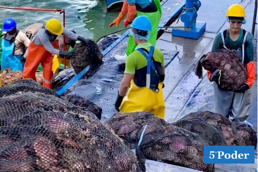 PRODUCE impulsa estudio científico para asegurar la sostenibilidad de la concha de abanico en bahía de Sechura.