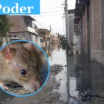 Aumentan casos de leptospirosis en la región Piura