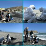 Monitorean playas en Piura tras muerte de aves marinas