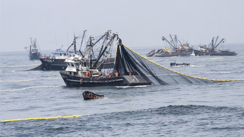 Especies del litoral peruano se desplazan ante el aumento de la temperatura marina por El Niño.
